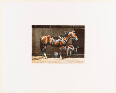 Horse, side-view