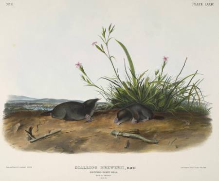 Brewer's Shrew Mole