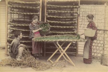[Silk worm workers]