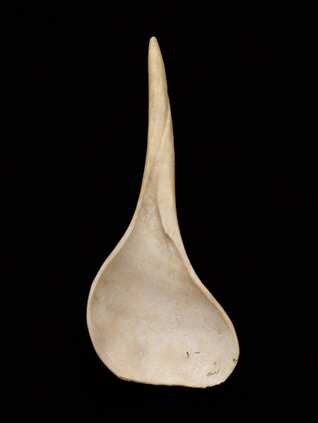 Spoon
