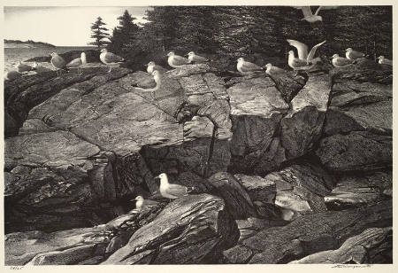 Sea Gulls