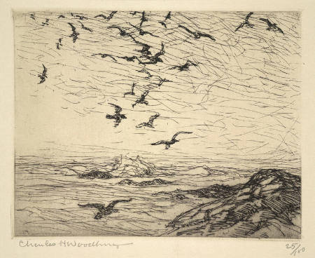 Sea Gulls
