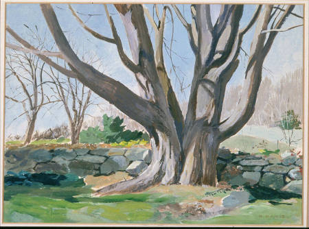 Big Tree