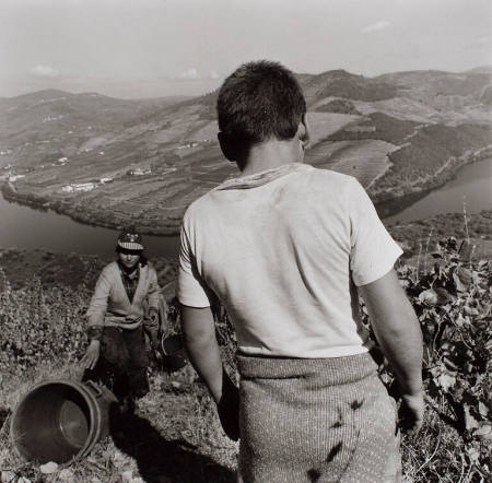 Ventozelo Farm, Ervedosa do Doro, Portugal, September 1995, #40-20, from the portfolio April, 1999