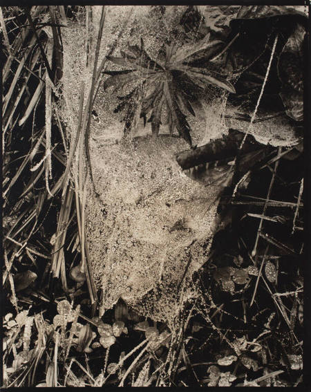 Cobweb in rain II, Georgetown, Maine