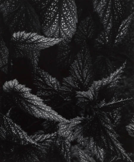 Plant detail (Begonia)