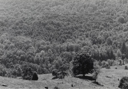 Hilltop view, Great Smoky Mountains