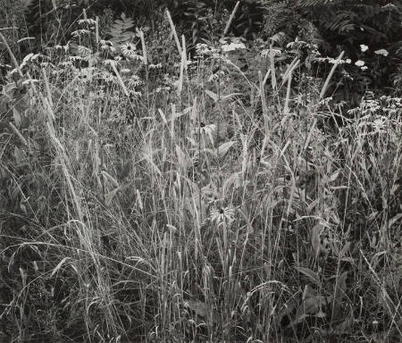 Grasses and wildflowers