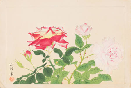 Red and pink roses