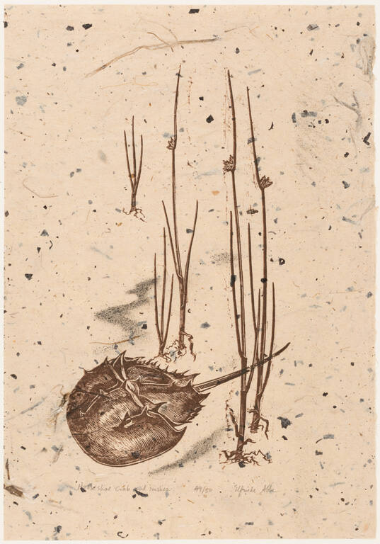 Horseshoe Crab and Rushes