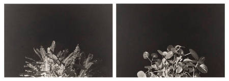 Landscape/Loftscape #5