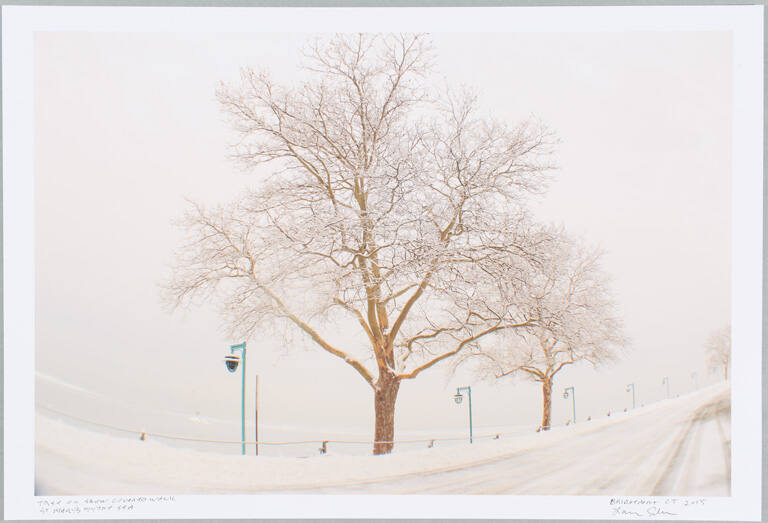 Tree on snow covered walk, St. Mary's by the Sea, Bridgeport, Connecticut