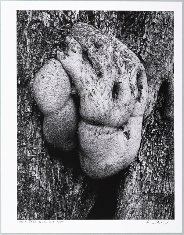 Corfu 514 (Olive Tree)