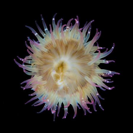 Aggregating Anemone, Anthropoeura elegantisima, Friday Harbor, Washington