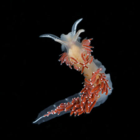 Nudibranch, Flabellina verucose, Friday Harbor, Washington