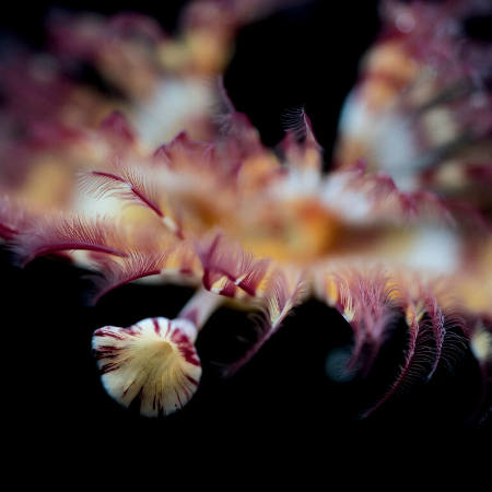 Fan worm, Serpula vermicularis, Friday Harbor, Washington