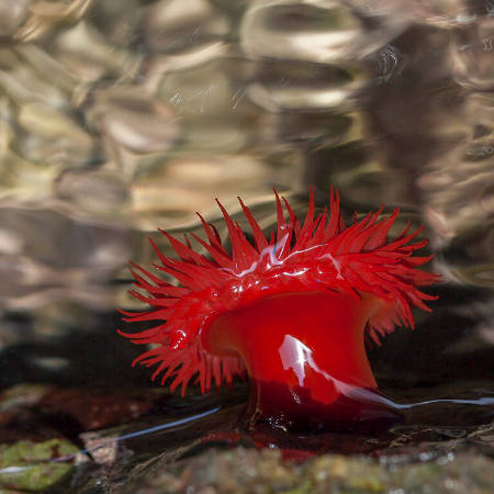 Beadlet Anemone, Actinia equine, Torre del Mar, Spain