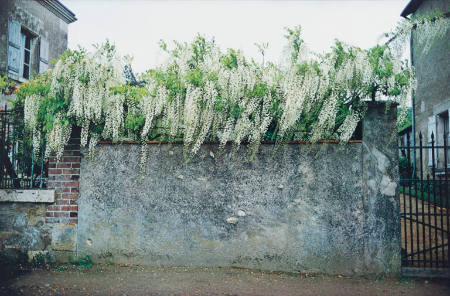 Wysteria