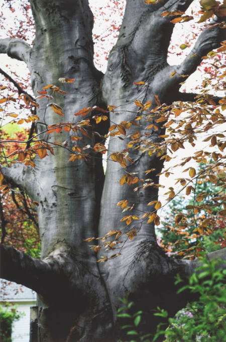 Copper beech tree, Rochester, NY