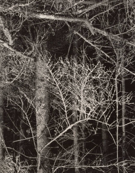 Dark forest, Georgetown, Maine