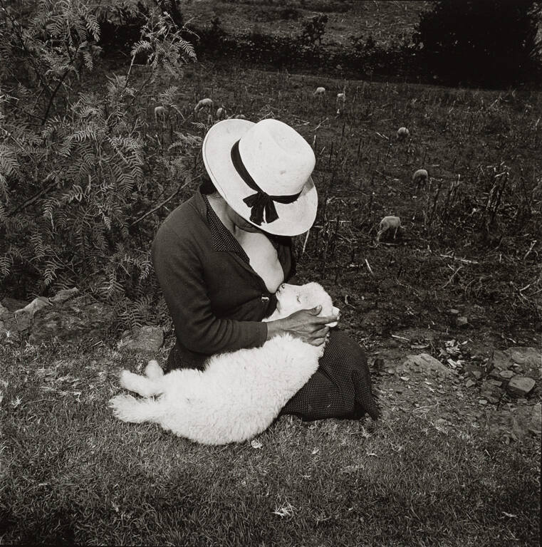 Catalin Valentin's lamb, Ancash, Peru