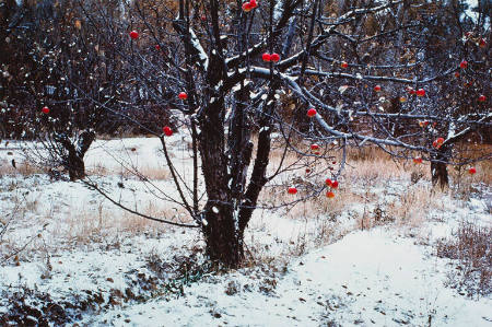 Apple orchard, Tesuque, NM, from the portfolio Color Nature Landscapes II