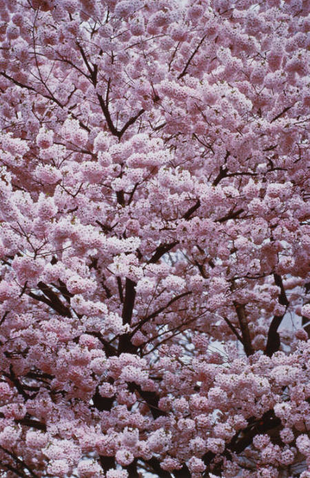 Cherry blossoms, Tokyo, Japan, from the portfolio Color Nature Landscapes II