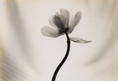 Untitled [a single flower]