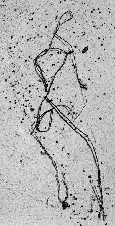 Martha's Vineyard seaweed 9