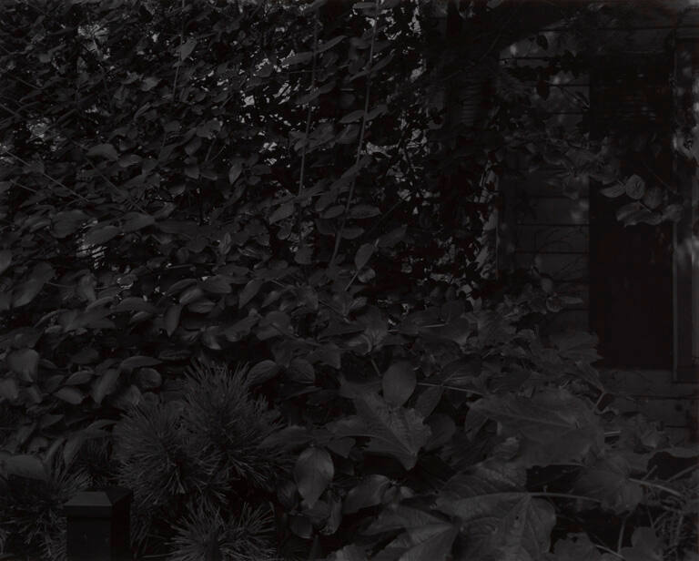 Untitled #8 (Leaves and house), from the portfolio Night Coming Tenderly, Black