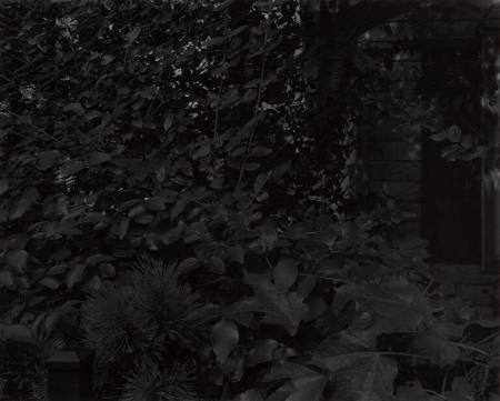 Untitled #8 (Leaves and house), from the portfolio Night Coming Tenderly, Black