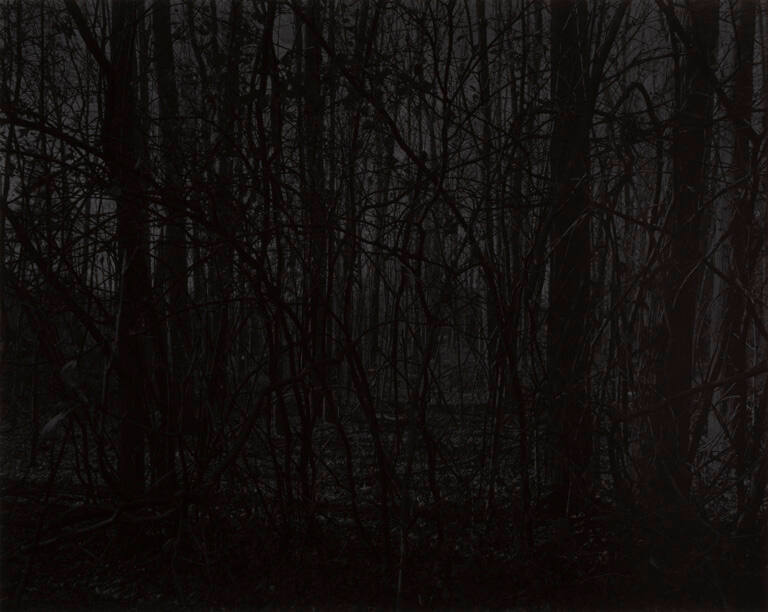 Untitled #21 (Forest), from the portfolio Night Coming Tenderly, Black