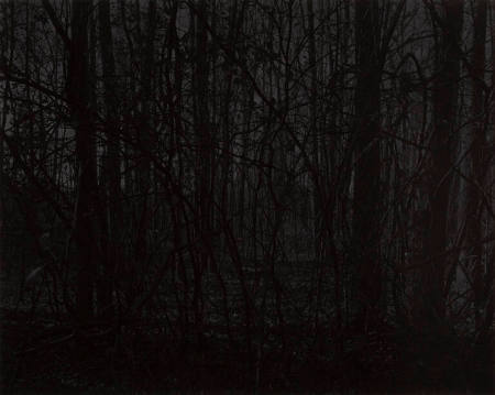 Untitled #21 (Forest), from the portfolio Night Coming Tenderly, Black