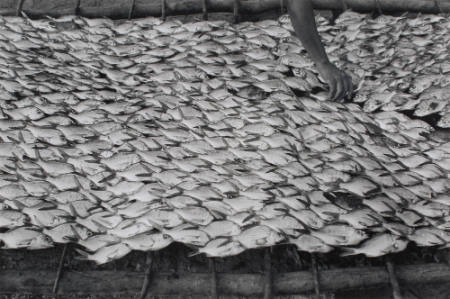 Pescaditos de Oaxaca