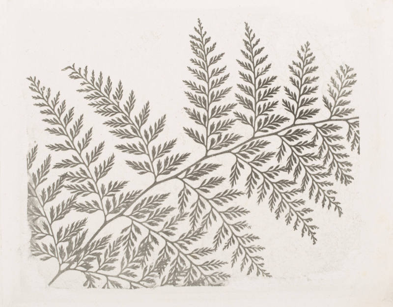 [Truncated fern]