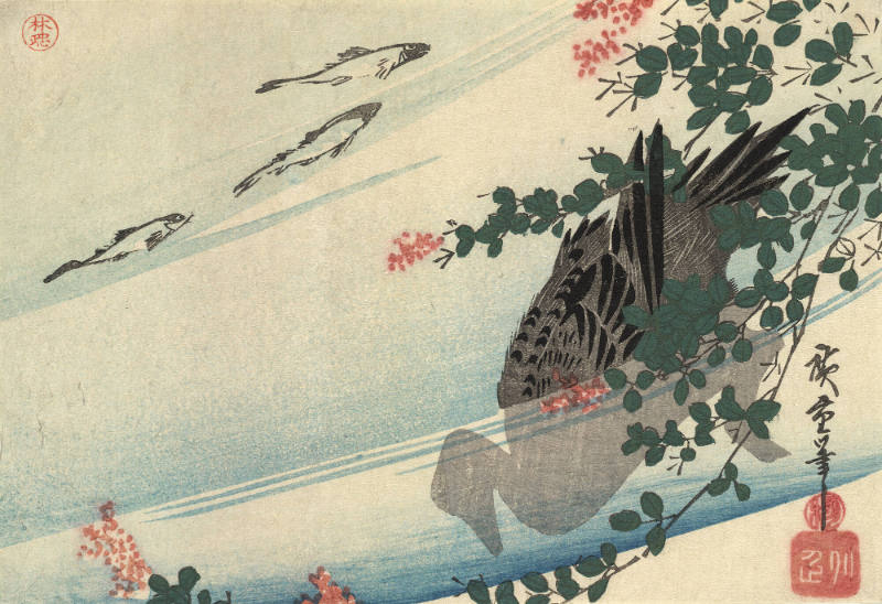 Duck and Fish in a Stream