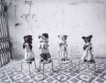 Circus, four dogs on chairs, from the series A Passage to Vietnam