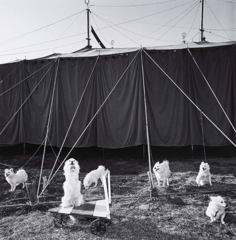 Six white dogs and circus tent, Indian circus