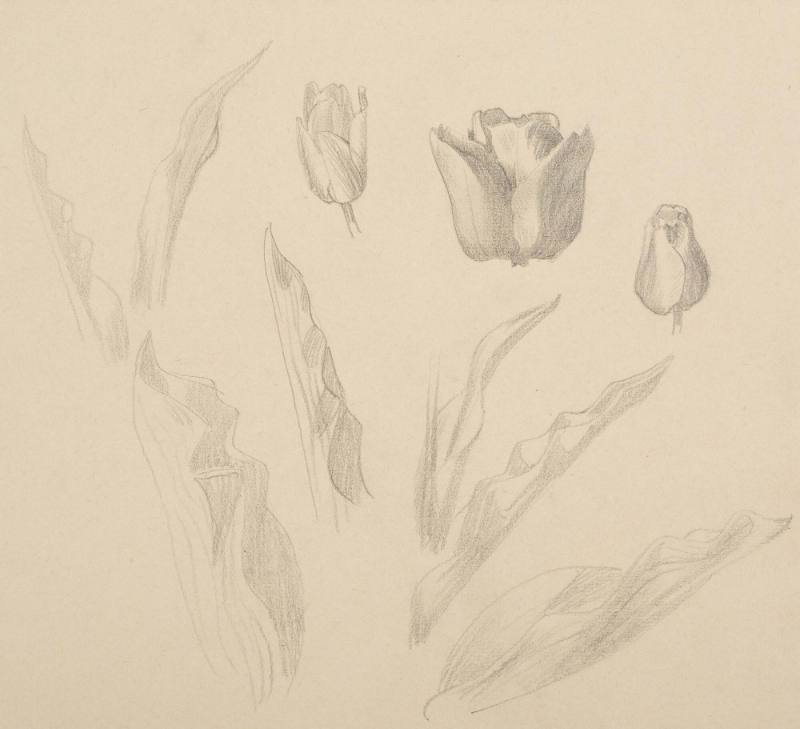 Three tulip heads (possibly a preliminary drawing for the 1930 color woodcut, Tulips)