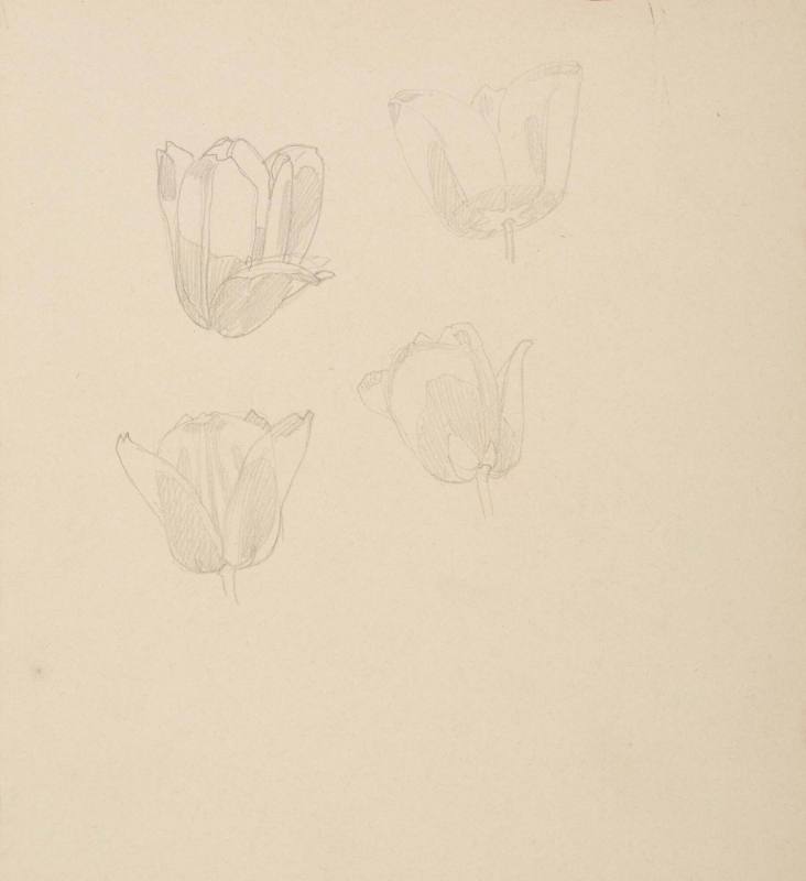 Four tulip heads (possibly a preliminary drawing for the 1930 color woodcut, Tulips)