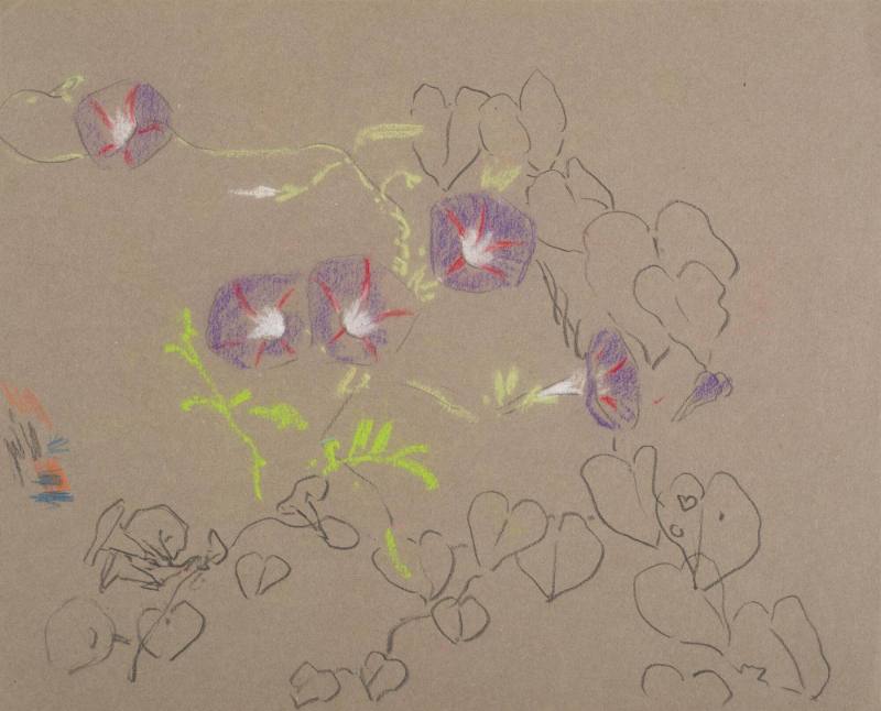 Red-veined purple vine flowers (morning glories) (recto), and Vine flowers (verso)