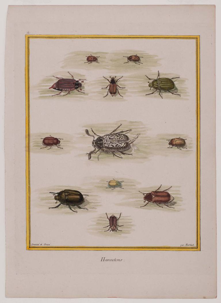 Hannetons (May-bugs), Plate 16 from a naturalistic treatise on insects
