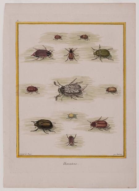 Hannetons (May-bugs), Plate 16 from a naturalistic treatise on insects