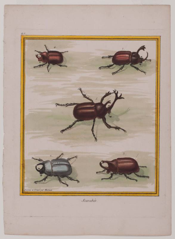 Plate 40, Scarabés