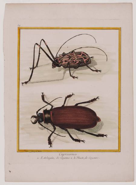 Capricornes (Capricorn beetles), Plate 64 from a naturalistic treatise on insects