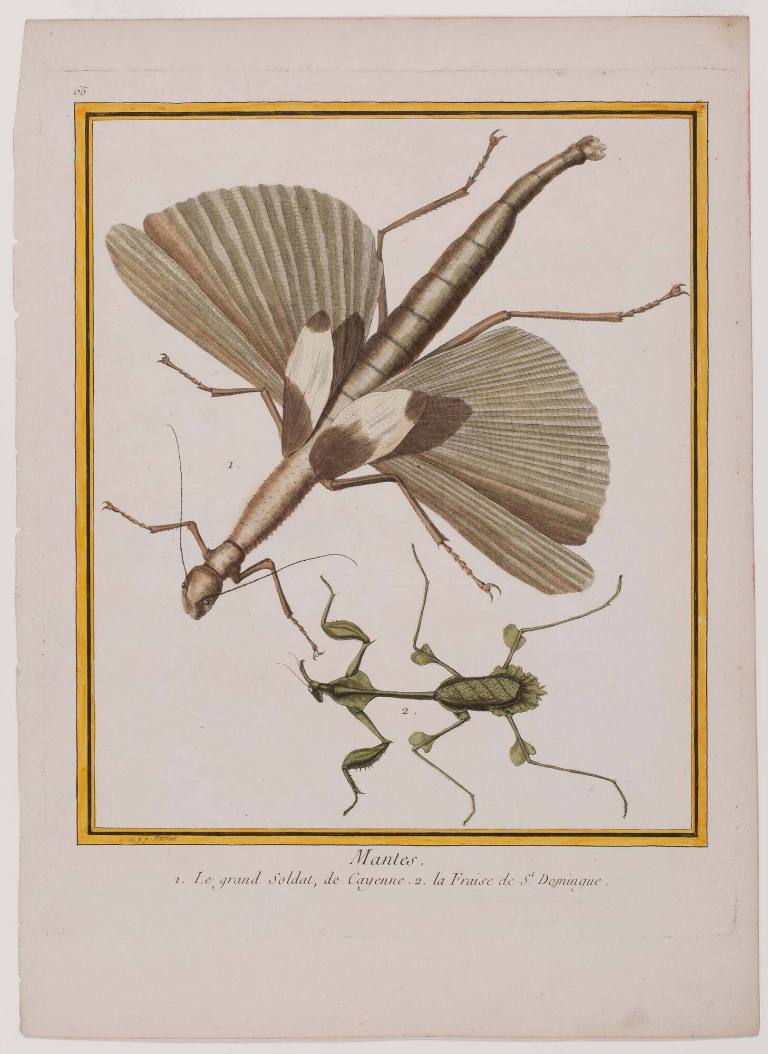 Mantes (Praying Mantis), Plate 65 from a naturalistic treatise on insects
