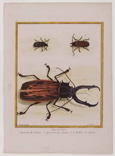 Capricornes (Capricorn beetles), Plate 90 from a naturalistic treatise on insects