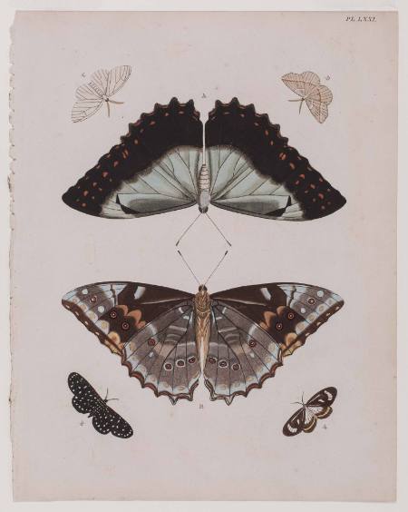 Plate 71 (Six Moths)