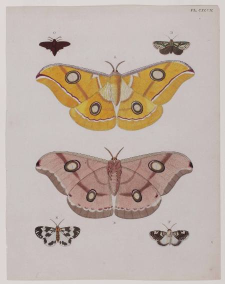 Plate 147 (Six Moths)