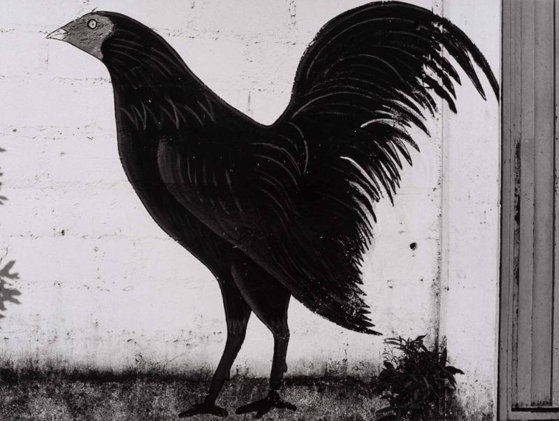 El gallo negro
